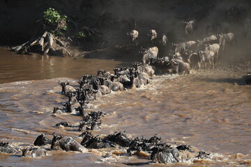 Herd of wildebeest in savannah in kenya