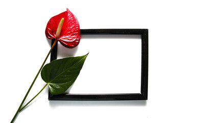 Creative layout made of Anthurium/ Flamingo flowers black frame. isolated on white background. Copy space for text.