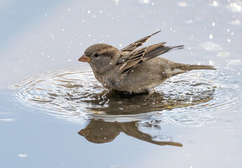 The house sparrow (Passer domesticus) is a bird of the sparrow family Passeridae, found in most...