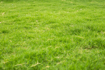 Natural green grass with tree and skye view sport background texture concept.