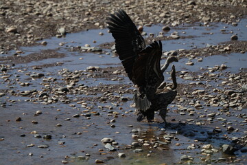 Vulture in savannah in kenya