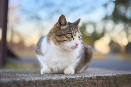 夕方に公園のベンチの上に座っている野良猫のアップ