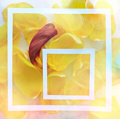 yellow petals background / abstract background, spring flower petals in frame