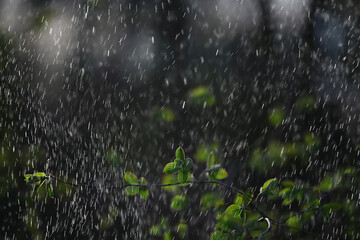 spring rain in the forest, fresh branches of a bud and young leaves with raindrops