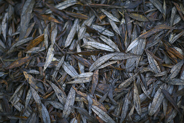 fallen leaves background, abstract autumn october wallpaper