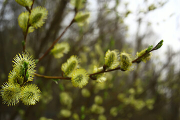 willow branches spring background, abstract blurred view of spring early march easter