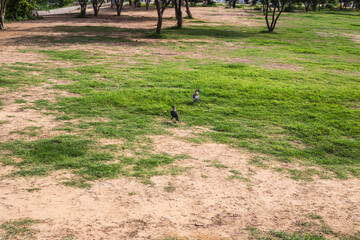 Natural green grass with tree and skye view sport background texture concept.
