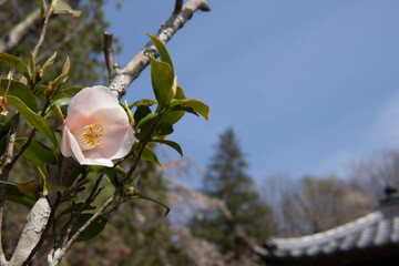 鐘楼を背景に咲く椿（Camellia japonica）／法善寺（埼玉県長瀞町）