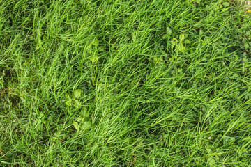 Natural green grass with tree and skye view sport background texture concept.