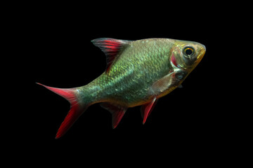 Barbonymus schwanenfeldii or kaviat fish isolated on black background