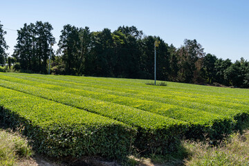 Tea field are in countryside in Saga prefecture, JAPAN. 