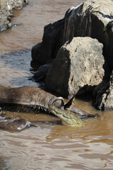crocodile hunting in river in kenya