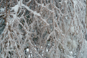 Branches of bush with Snow and rime ice. Plants in the park are covered with hoar frost. Cold snowy weather. Cool frosting texture. High quality photo