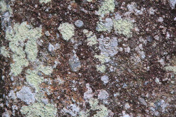 ウメノキゴケがまばらに生えている石の表面