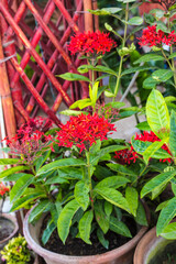 Close-up Plenty of vivid red lxora (spike) flowers and green leaf in garden.