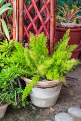 Beautiful Green Leaves background in sunlight