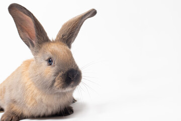 Fluffy brown pet rabbit on a white background with a place to text copy space.