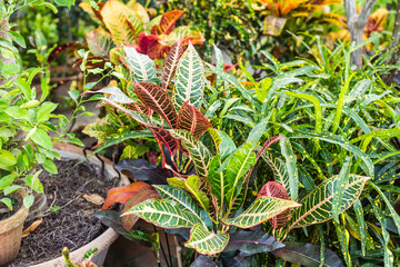 Beautiful Green Leaves background in sunlight