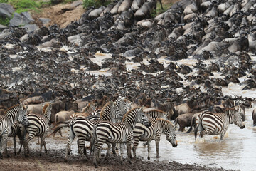 Fototapeta na wymiar Herd of wildebeest in savannah in kenya