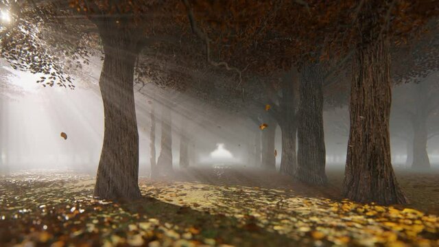 A walk on autumn forest path, leaves falling against bright sun, 4K