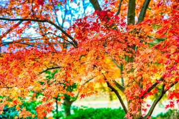 京都、紅葉の風景