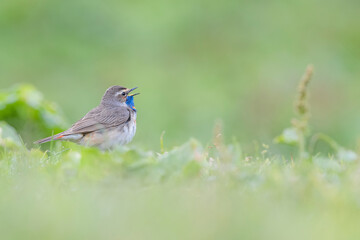 Obraz premium Bluethroat male call female in breeding season (Luscinia svecica)