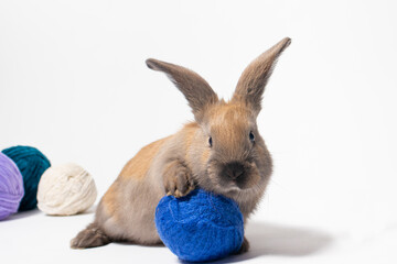 A little funny rabbit plays with a tangle of yarn for knitting. Funny photo
