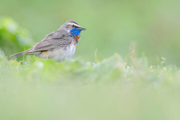 The beautiful Bluethroat in the grass (Luscinia svecica)