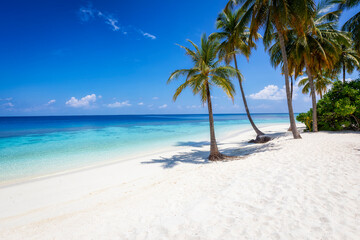 Tropical, sandy beach on a island in the Maldives with turquoise ocean, blue sky, coconut palms by the shore and fine sand