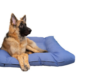 Dog lying on sofa bed  with look up on isolated white background