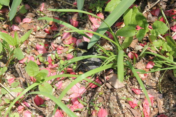 자연 속 박새 great tit - bird 