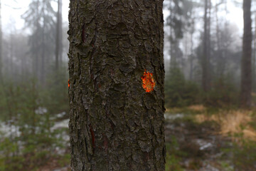 Sprayed orange dot on spruce tree trunk. Marked tree for felling.