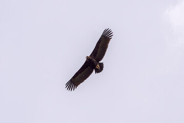 Cinereous vulture, Aegypius monachus, in flight. Photo taken in the municipality of Colmenar Viejo, province of Madrid, Spain