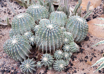 Cactus, macro phpotographjy, beautiful nature background with co