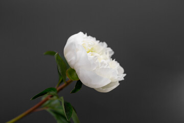 One peony flower on dark background