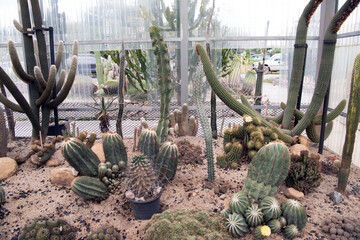Cactus, macro phpotographjy, beautiful nature background with co