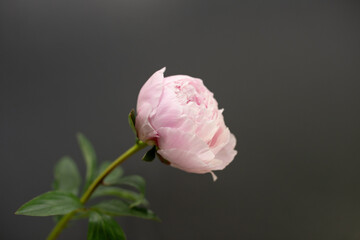 One peony flower on dark background