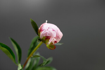 One peony flower on dark background