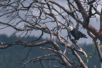 Bald Eagle perched in a tree along the Hood Canal
