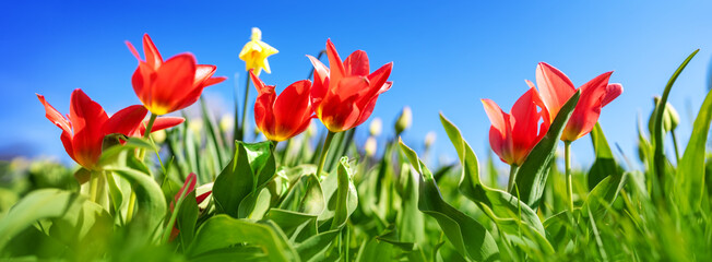 Red tulips and yellow jonquils in flowerbeds in the garden in spring