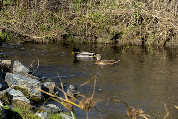 Ducks on the River