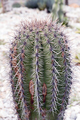 Cactus, macro phpotographjy, beautiful nature background with co