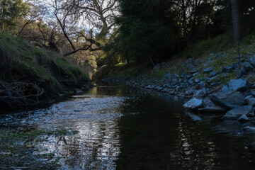 Stream in the Forest