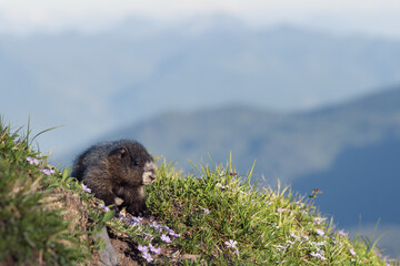 Cute baby marmot rests in the summer sun on the Mount Baker, Washington

