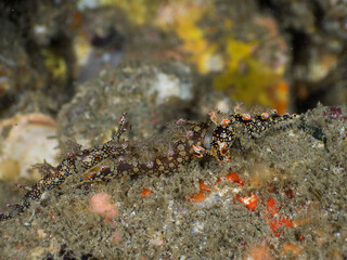Snakey Bornella nudibranch mating (Mergui archipelago, Myanmar)