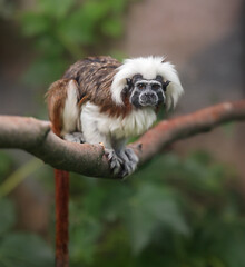 cotton-top tamarin, Saguinus oedipus - small New World monkey  sits on a branch. Denizen
  tropical forest edges and secondary forests in northwestern Colombia. 
