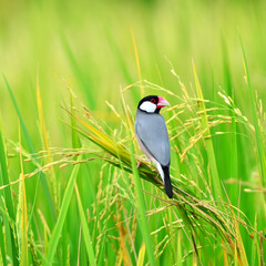 One of Java sparrow (bird) on ear of rice in the field