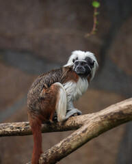 cotton-top tamarin, Saguinus oedipus - small New World monkey  sits on a branch. Denizen
  tropical forest edges and secondary forests in northwestern Colombia. 
