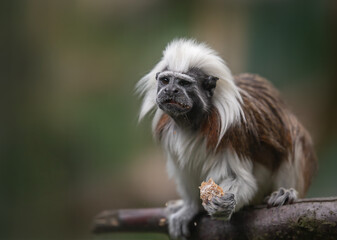 cotton-top tamarin, Saguinus oedipus - small New World monkey sitting on a branch and holding bread in its paw .  Denizen tropical forest edges and secondary forests in northwestern Colombia. 