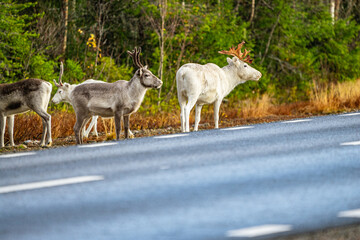 Reindeers at the roadside in Sweden